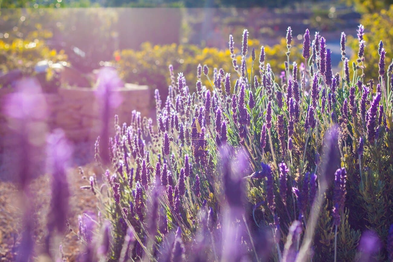 8 soveværelse Finca/Landehus til salg i Alicante by med swimmingpool - € 1.399.994 (Ref: 9566865)