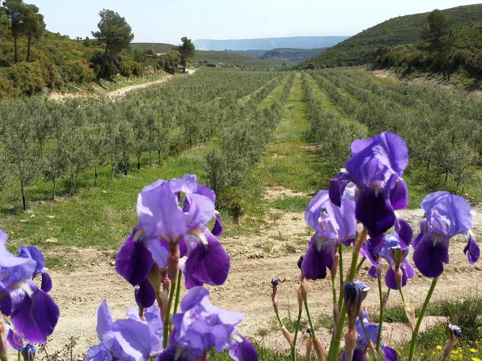 8 soveværelse Guesthouse/B & B til salg i Montesa med swimmingpool garage - € 1.300.000 (Ref: 8424334)