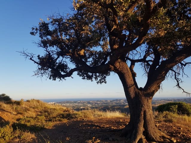 Grunde uden byggetilladelser til salg i Valtocado, Mijas - € 955.000 (Ref: 6754180)