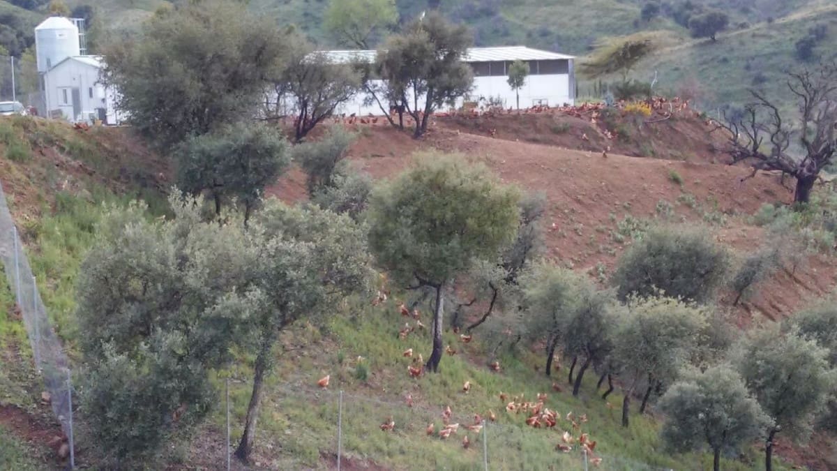 Teren niezagospodarowany na sprzedaż w La Cala de Mijas - 900 000 € (Ref: 6969495)