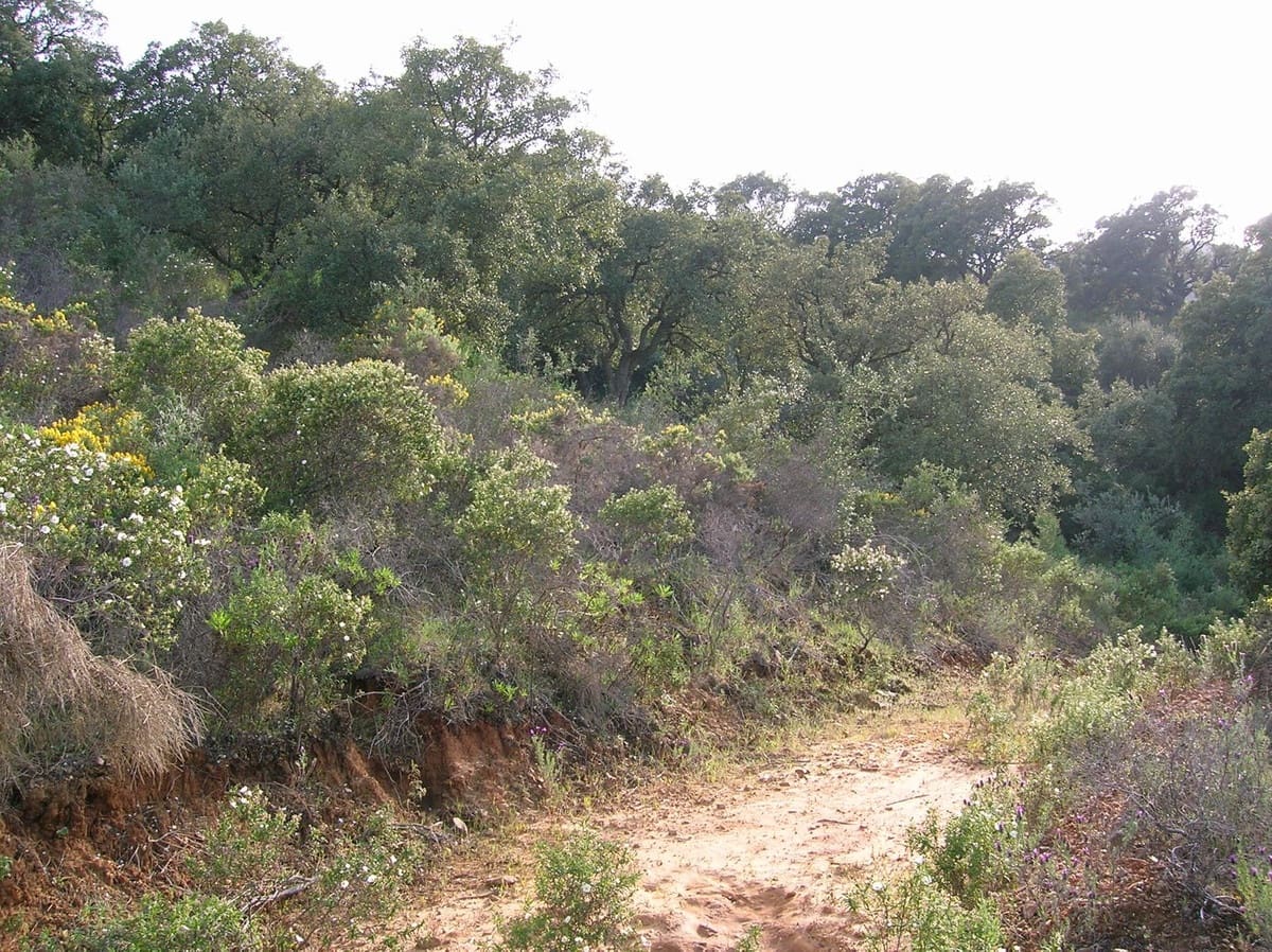 Terreno Não Urbanizado para venda em La Cala de Mijas - 900 000 € (Ref: 6969495)