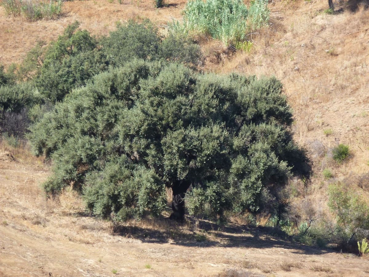 Terreno Não Urbanizado para venda em La Cala de Mijas - 900 000 € (Ref: 6969495)