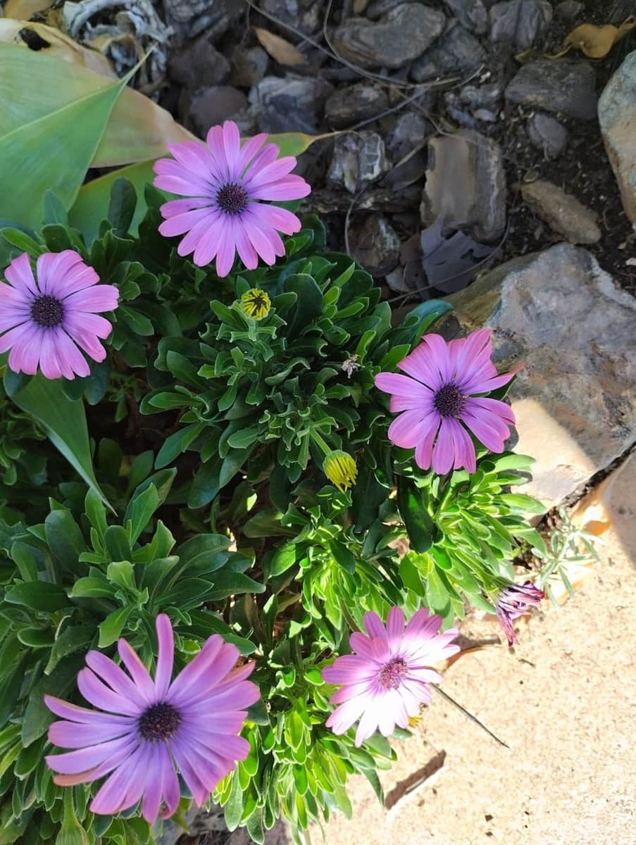 Finca/Casa Rural de 3 habitaciones en Estación de Cártama en venta con piscina garaje - 370.000 € (Ref: 9301990)