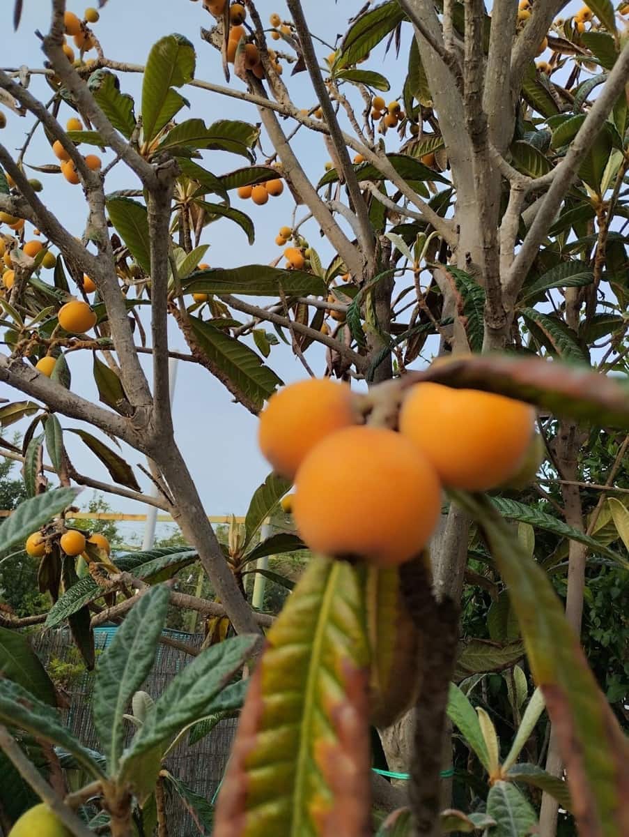 3 bedroom Finca/Country House for sale in Estacion de Cartama with pool garage - € 370,000 (Ref: 9301990)