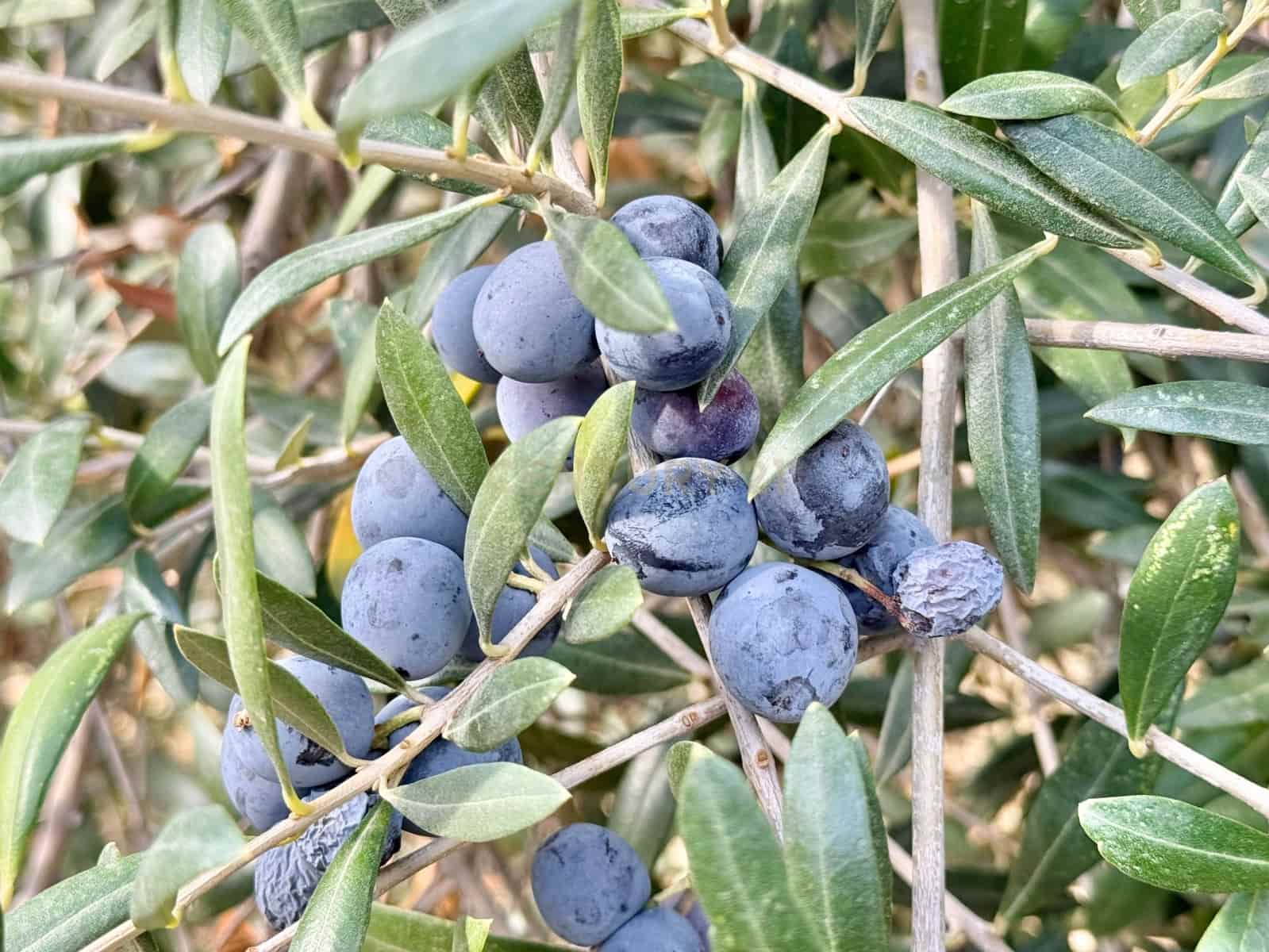 5 sypialnia Willa na sprzedaż w Turre z basenem - 257 800 € (Ref: 9296431)