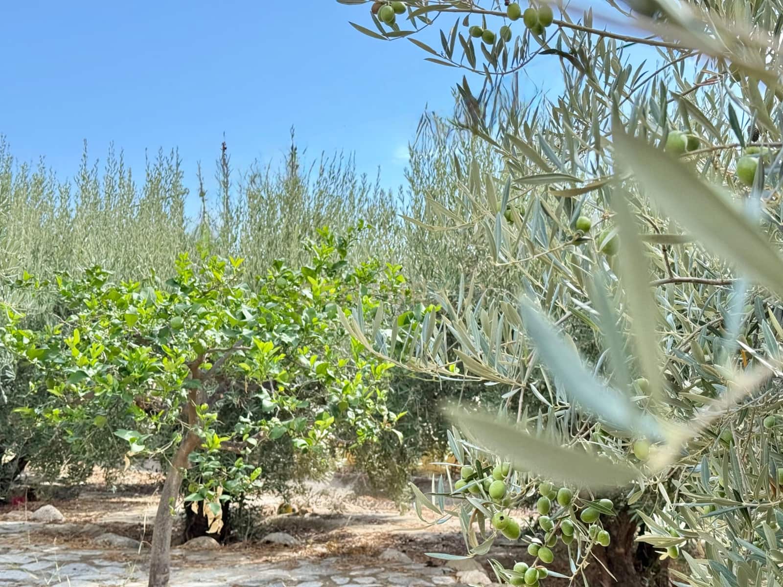 5 sypialnia Willa na sprzedaż w Turre z basenem - 257 800 € (Ref: 9296431)