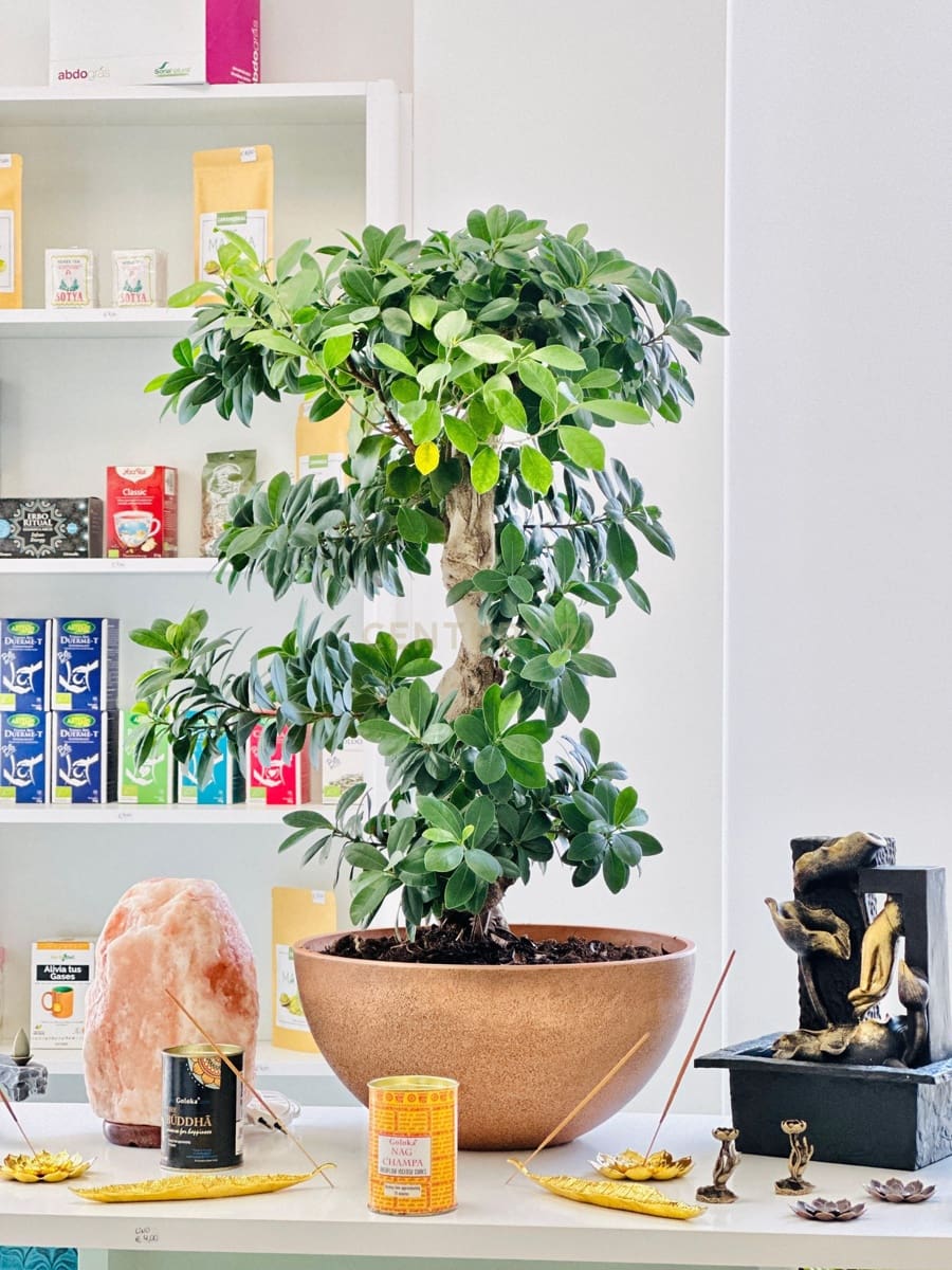 Comercial para venda em El Ejido - 350 000 € (Ref: 9296433)