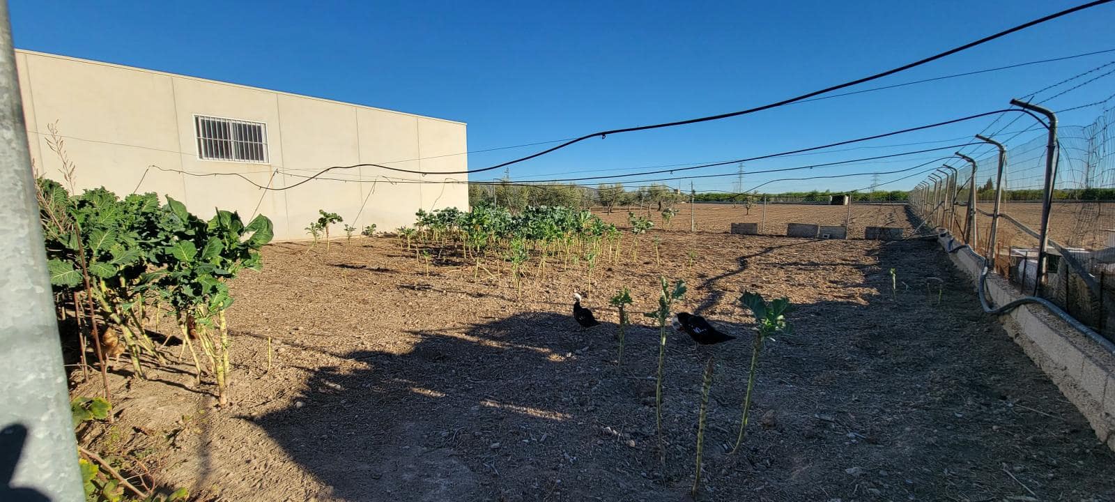 1 soverom Finca/Herregård til salgs i San Miguel de Salinas med svømmebasseng - € 370 000 (Ref: 9696897)