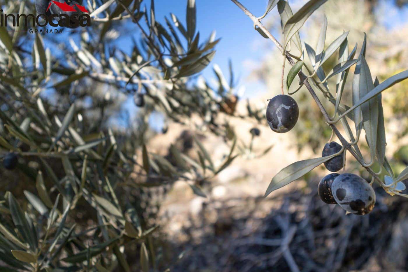 Finca/Landehus til salg i Guejar Sierra - € 59.900 (Ref: 8162035)