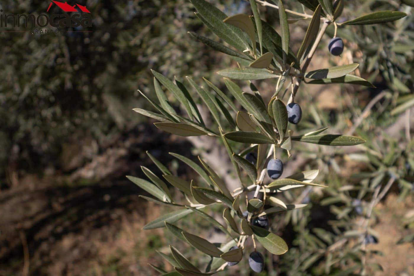 Finca/Landehus til salg i Guejar Sierra - € 59.900 (Ref: 8162035)