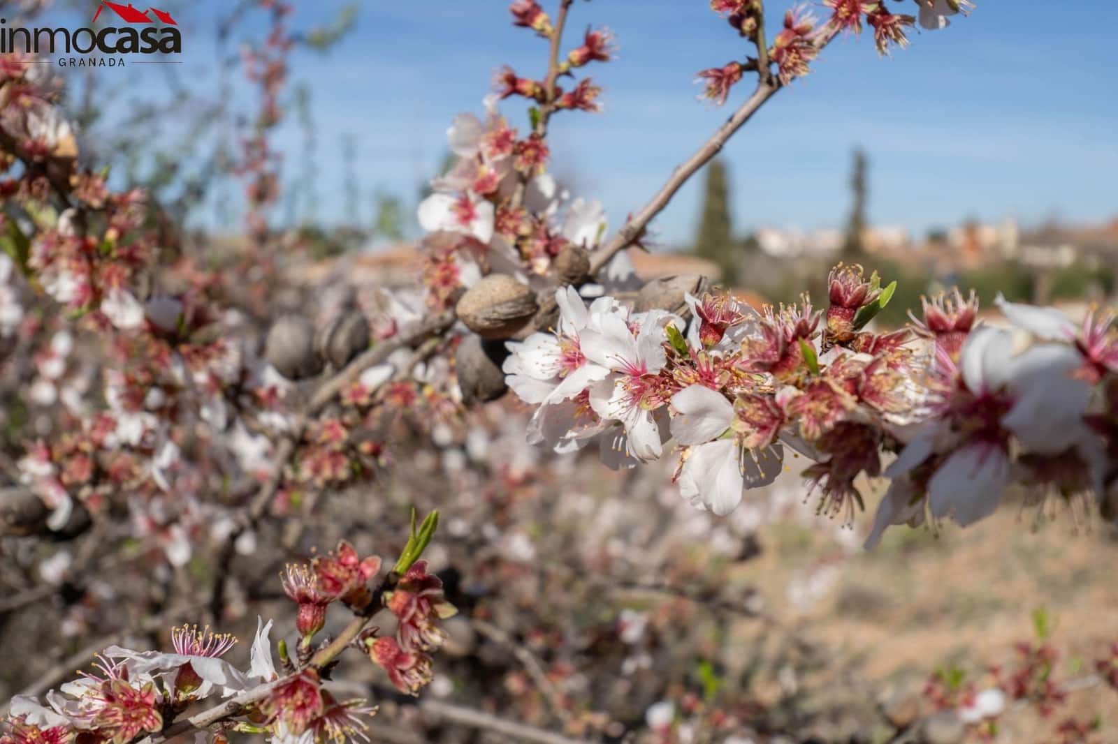 Byggegrund til salg i Otura - € 59.900 (Ref: 8162113)