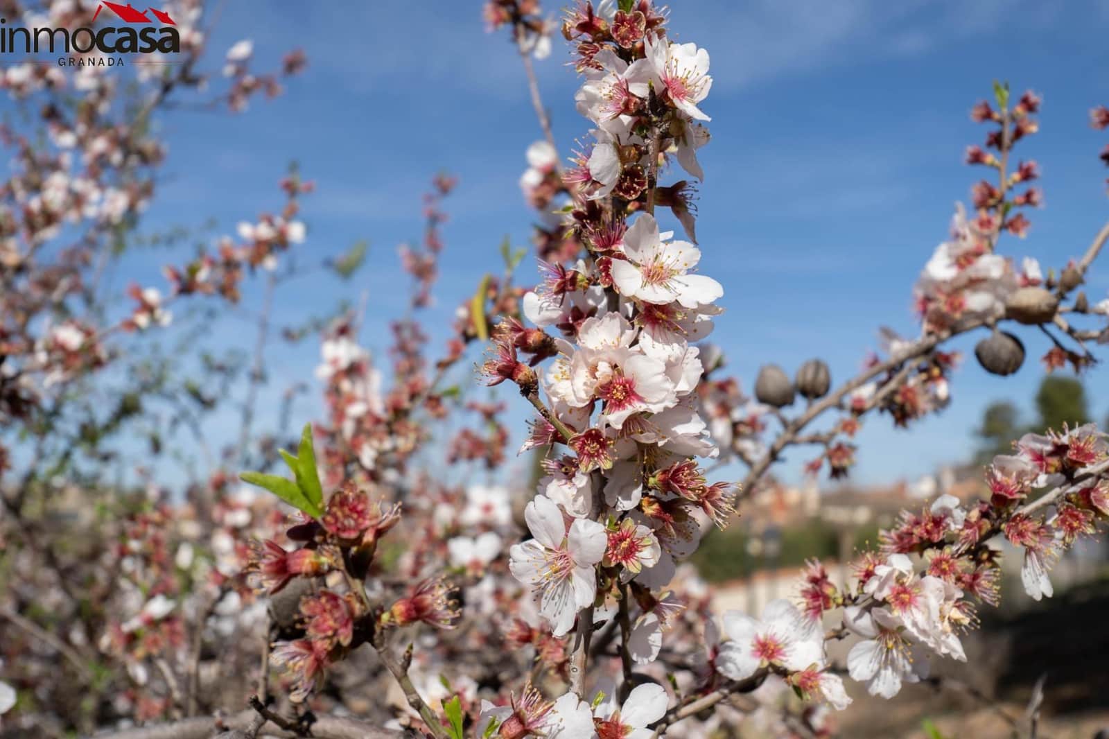 Byggegrund til salg i Otura - € 59.900 (Ref: 8162113)