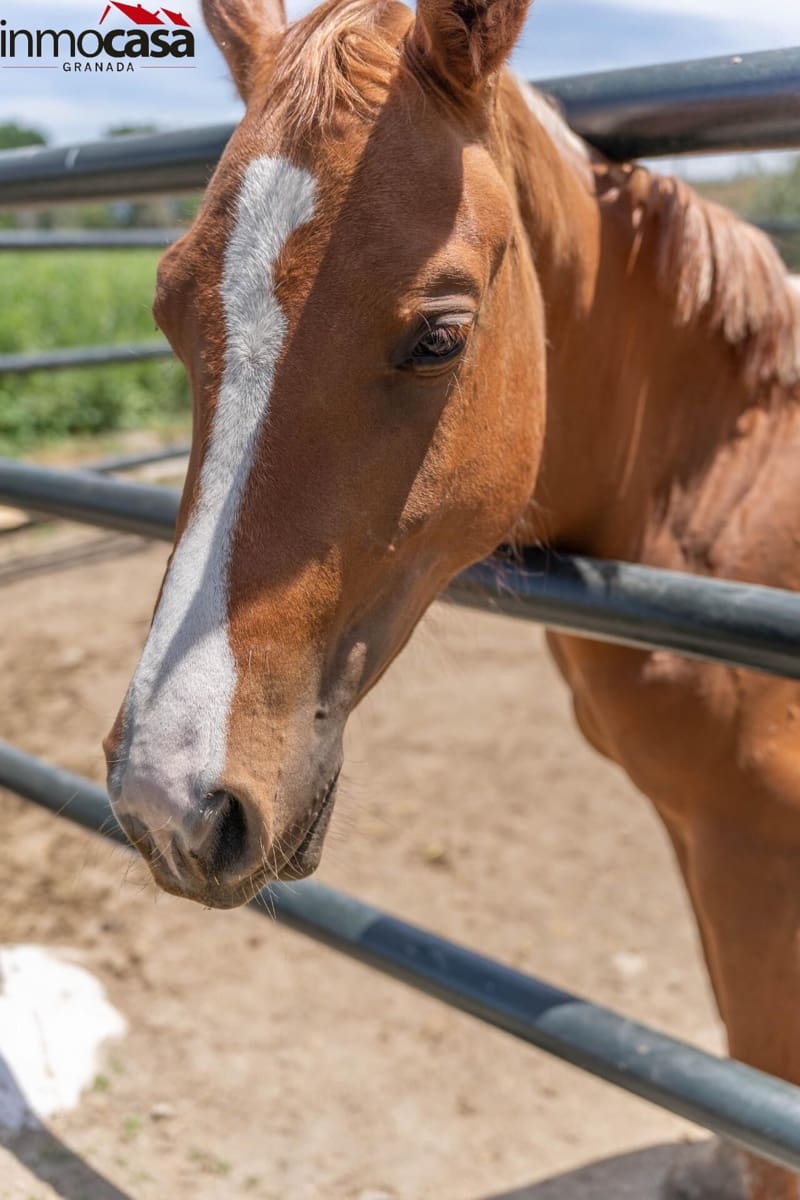 12 soverom Villa til salgs i Santa Fe med svømmebasseng - € 1 650 000 (Ref: 8298130)