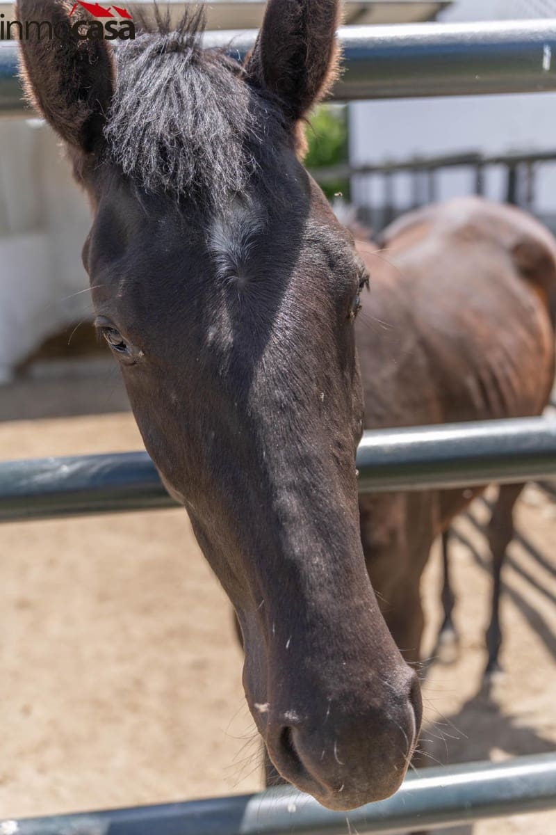 12 soverom Villa til salgs i Santa Fe med svømmebasseng - € 1 650 000 (Ref: 8298130)