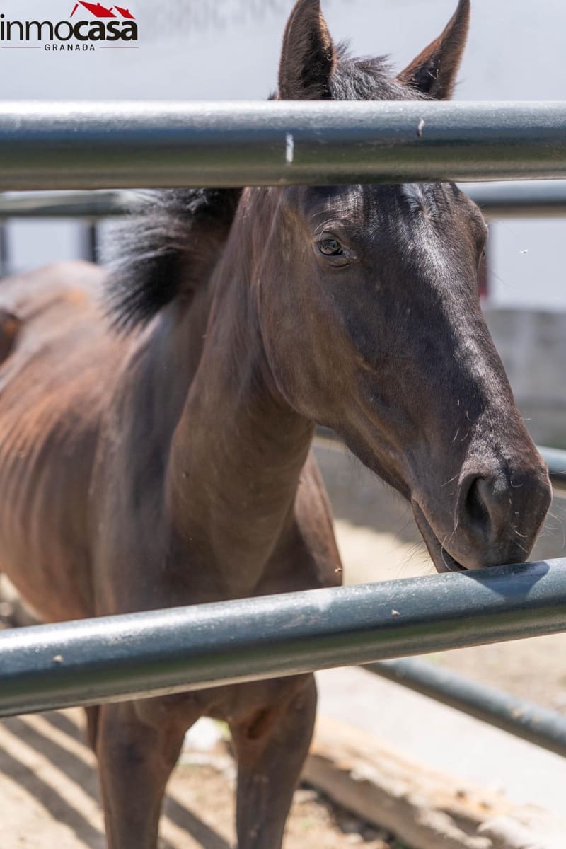 12 soverom Villa til salgs i Santa Fe med svømmebasseng - € 1 650 000 (Ref: 8298130)