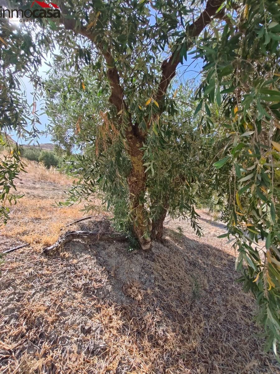 Grunde uden byggetilladelser til salg i Cacin - € 298.000 (Ref: 8419736)