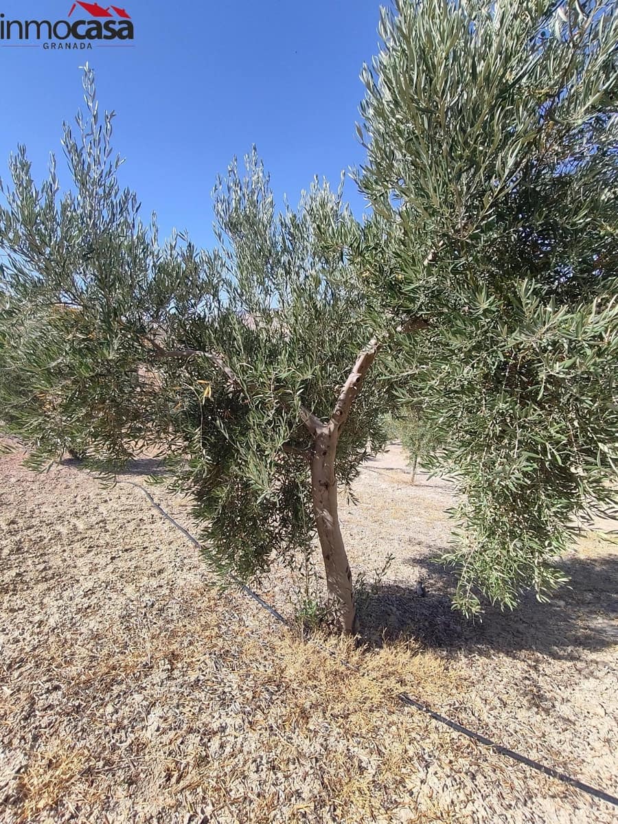 Grunde uden byggetilladelser til salg i Cacin - € 298.000 (Ref: 8419736)