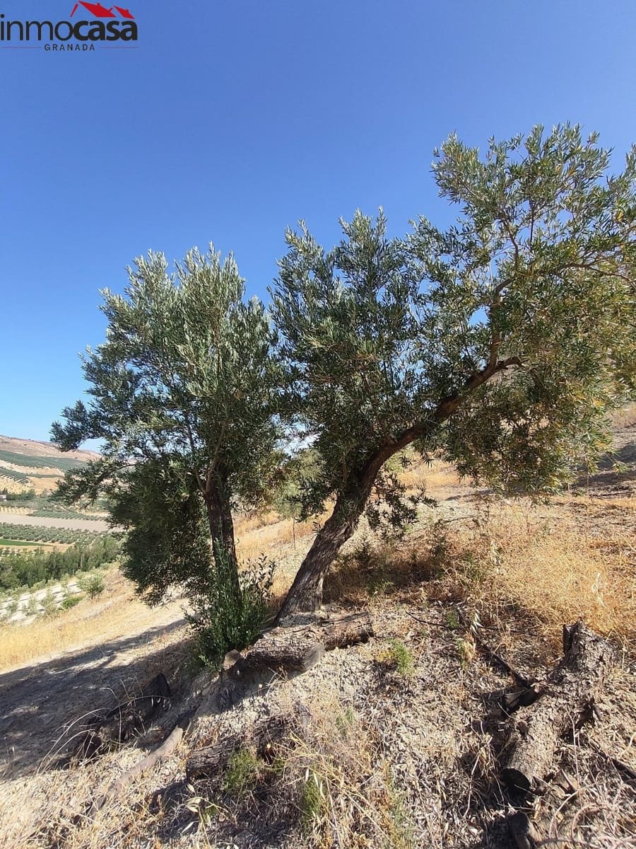 Grunde uden byggetilladelser til salg i Cacin - € 298.000 (Ref: 8419736)