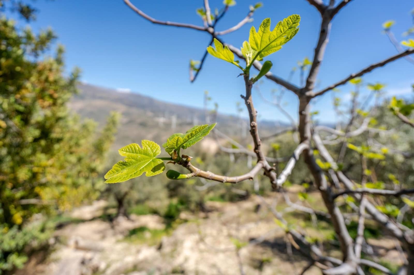 Grond te koop in Pinos del Valle - € 35.000 (Ref: 8428730)