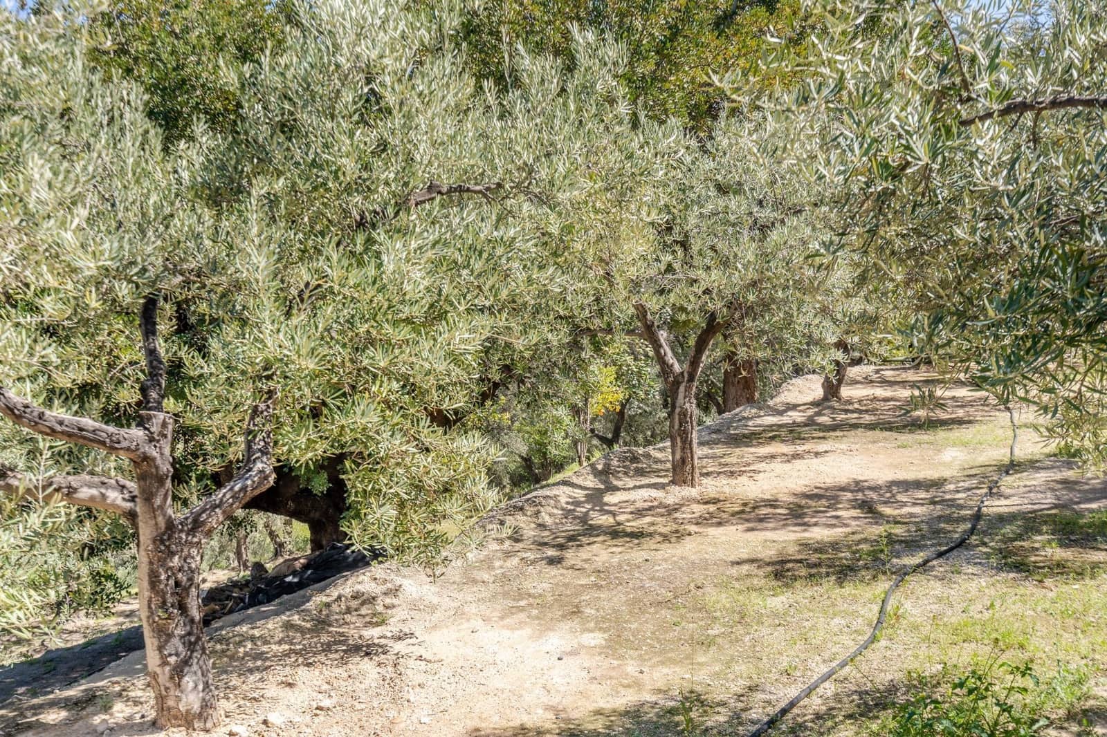 Undeveloped Land for sale in Pinos del Valle - € 30,000 (Ref: 8428730)