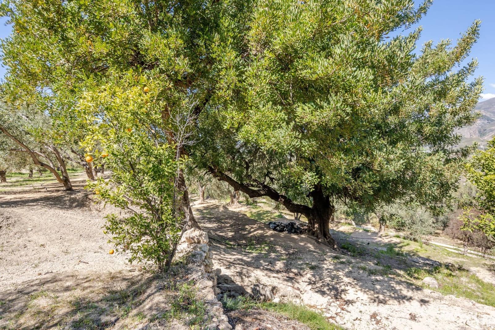 Undeveloped Land for sale in Pinos del Valle - € 30,000 (Ref: 8428730)