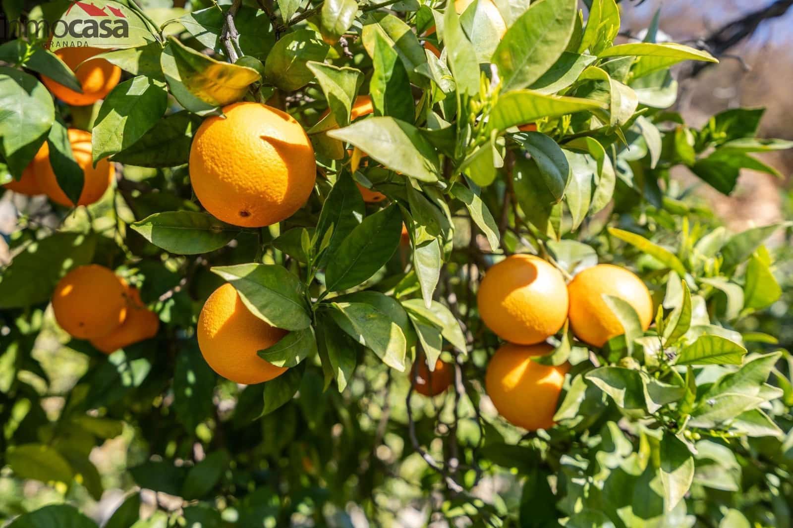 Grond te koop in El Pinar - € 37.000 (Ref: 8428731)