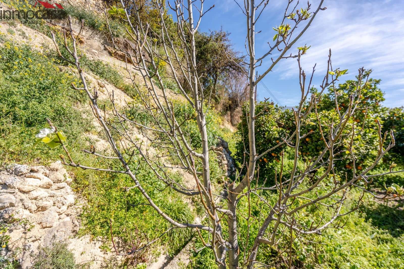 Undeveloped Land for sale in El Pinar - € 25,000 (Ref: 8428731)