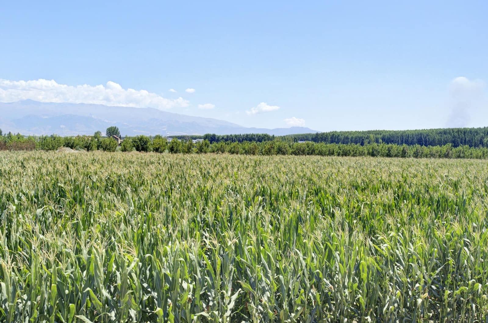 2 soveværelse Villa til salg i Pinos Puente - € 1.150.000 (Ref: 8479264)