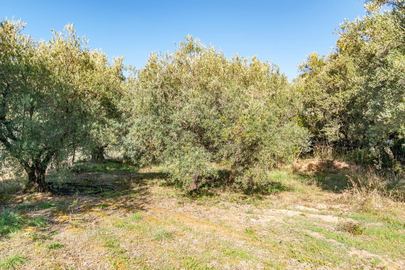 Ubebygd land til salgs i Dilar - € 139 500 (Ref: 8976278)
