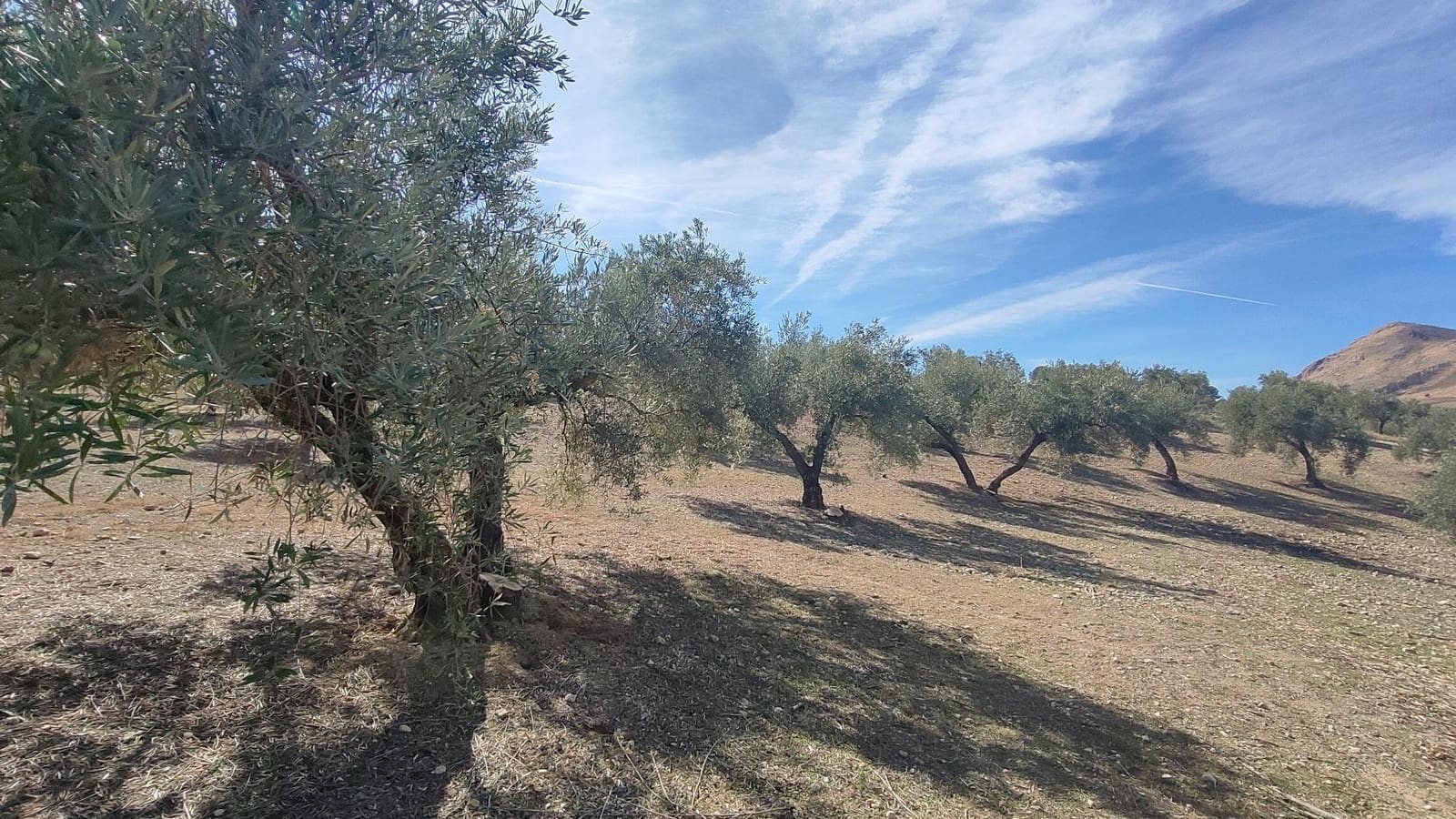 Grunde uden byggetilladelser til salg i Albolote - € 150.000 (Ref: 9344918)