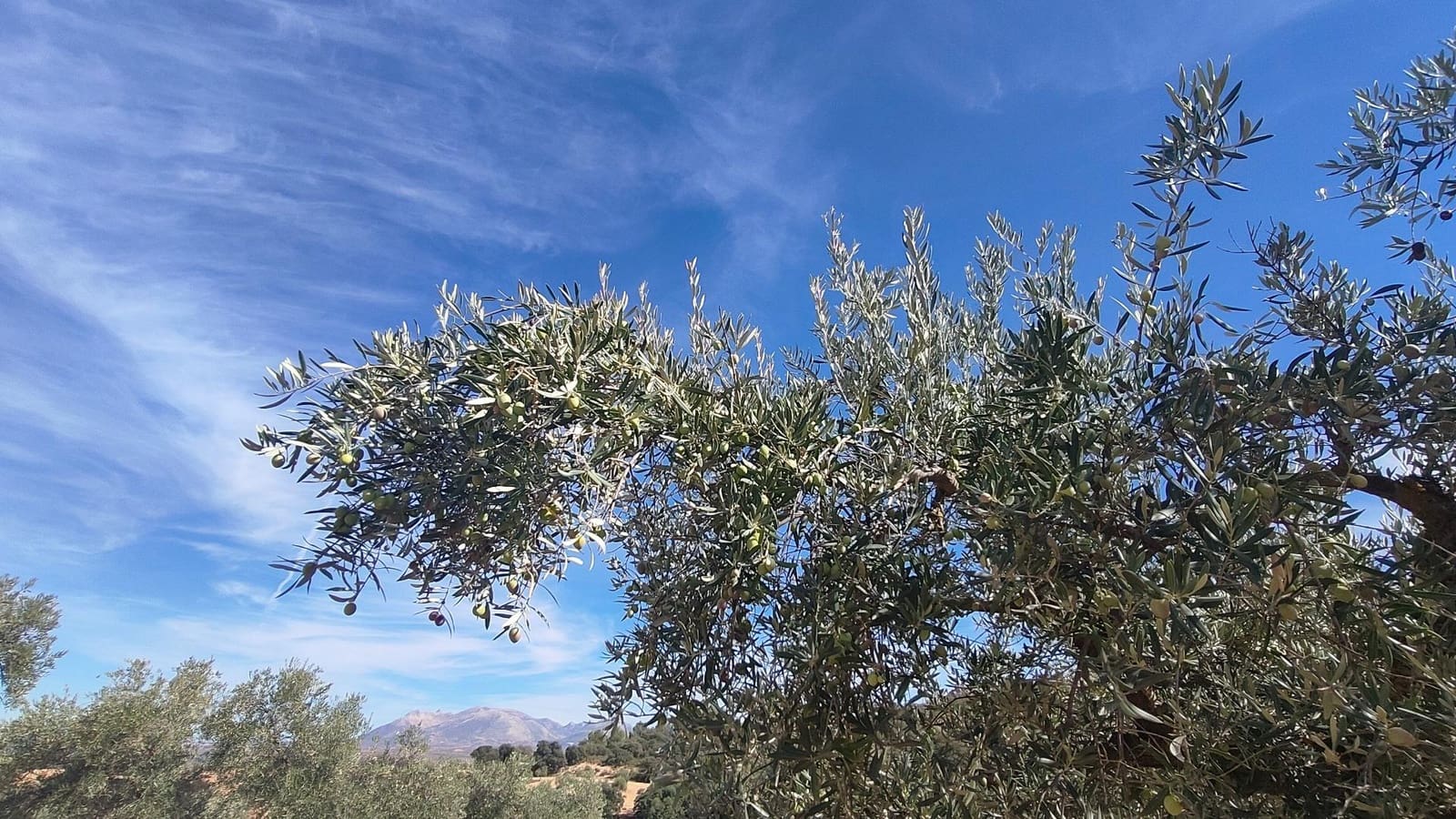 Grunde uden byggetilladelser til salg i Albolote - € 150.000 (Ref: 9344918)