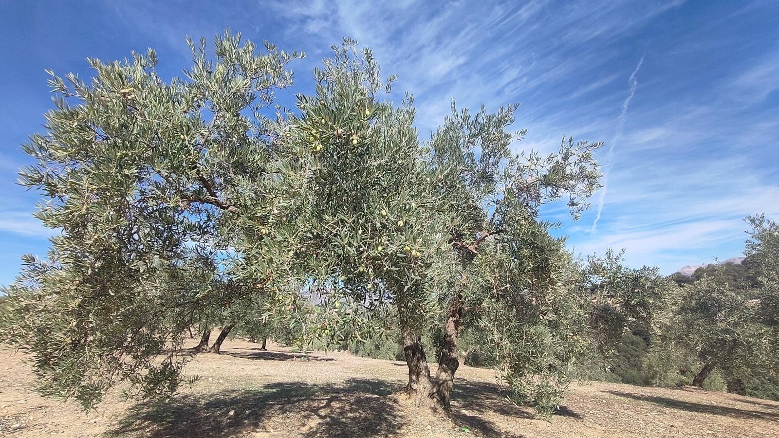 Grunde uden byggetilladelser til salg i Albolote - € 150.000 (Ref: 9344918)