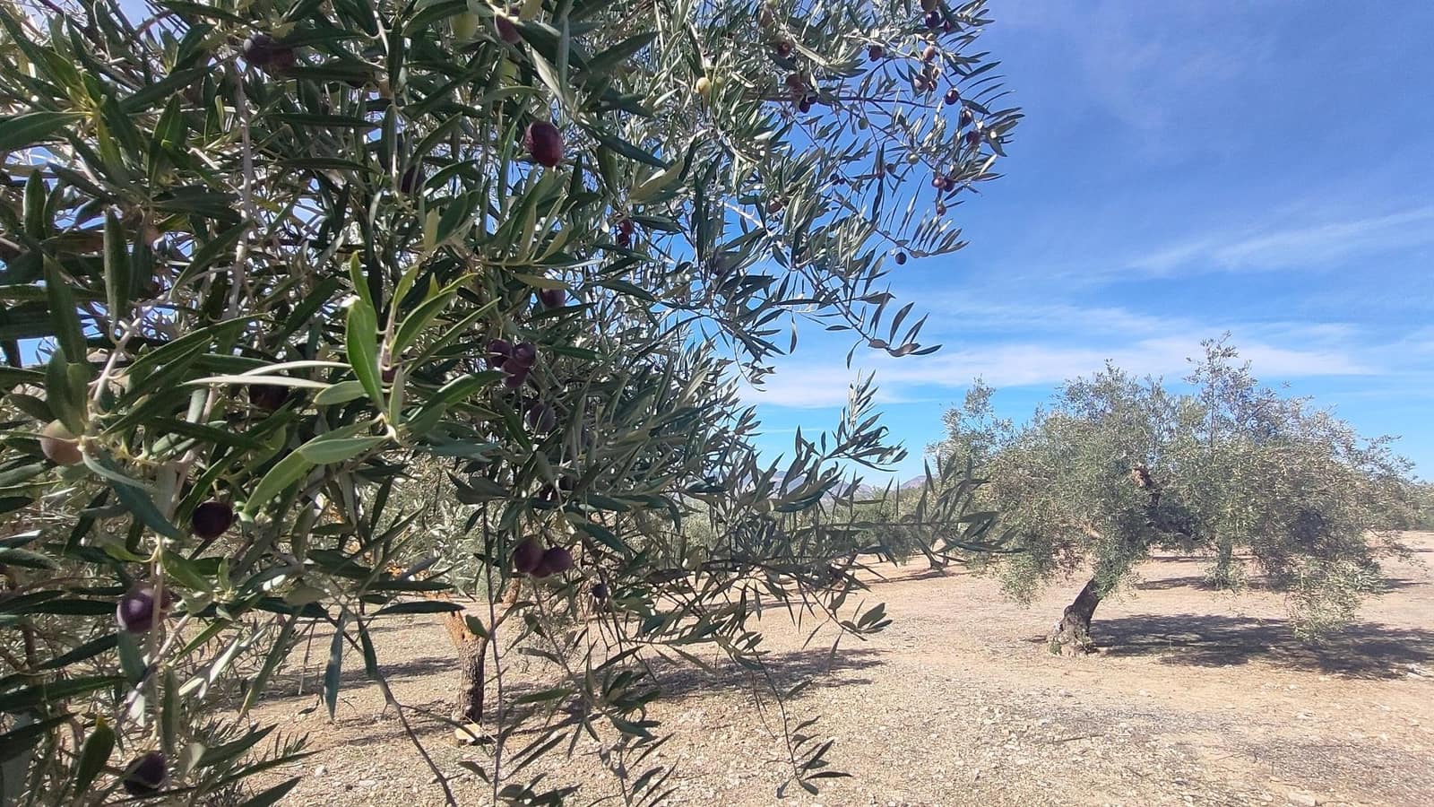 Grunde uden byggetilladelser til salg i Albolote - € 150.000 (Ref: 9344918)