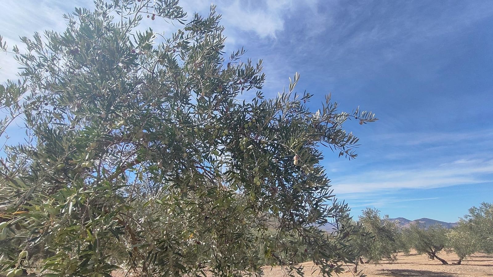 Grunde uden byggetilladelser til salg i Albolote - € 150.000 (Ref: 9344918)