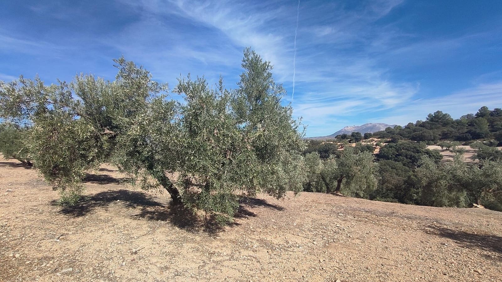 Grunde uden byggetilladelser til salg i Albolote - € 150.000 (Ref: 9344918)