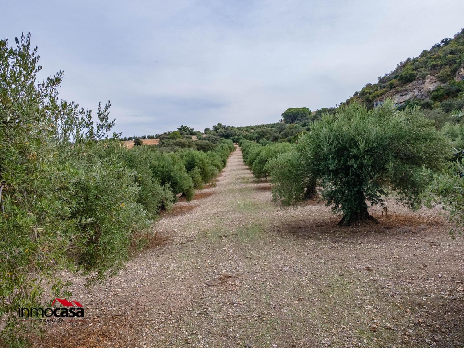 Teren niezagospodarowany na sprzedaż w Illora - 199 900 € (Ref: 9379227)