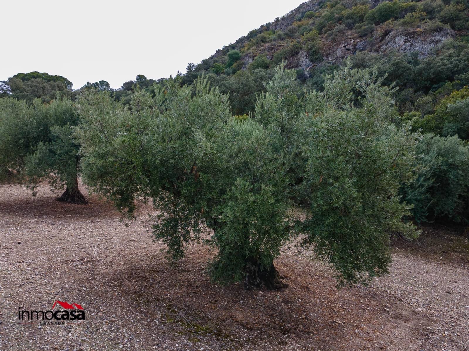 Teren niezagospodarowany na sprzedaż w Illora - 199 900 € (Ref: 9379227)