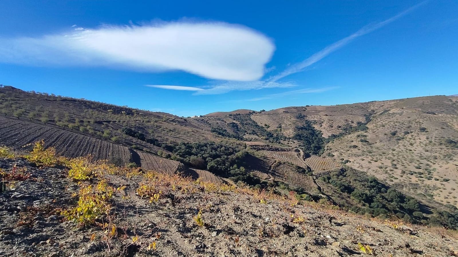 Ubebygd land til salgs i Castaras - € 150 000 (Ref: 9446507)