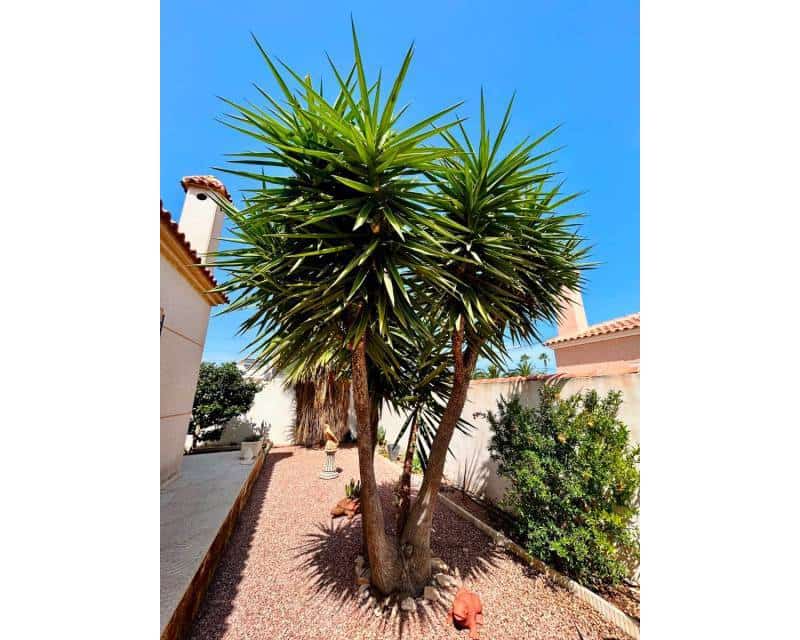 3 soveværelse Villa til salg i Torrevieja med swimmingpool - € 360.000 (Ref: 10026306)