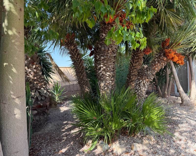 Finca/Casa Rural de 3 habitaciones en La Marina en venta con piscina - 375.000 € (Ref: 10062476)