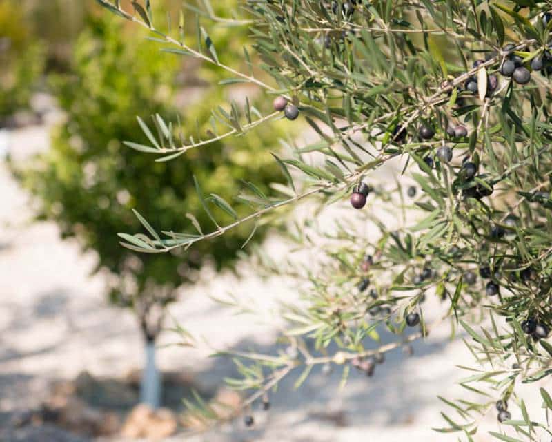 5 chambre Villa/Maison à vendre à Hondon de las Nieves avec piscine garage - 1 149 000 € (Ref: 6640928)