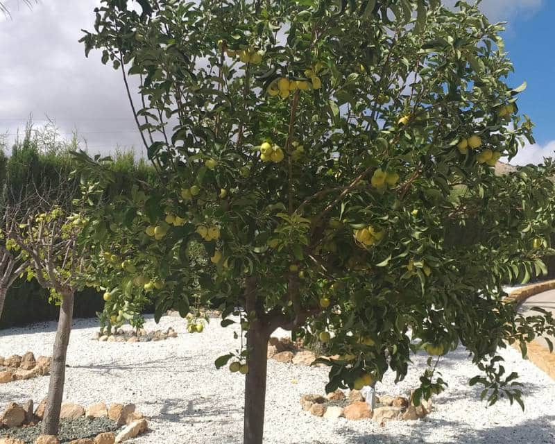 5 chambre Villa/Maison à vendre à Hondon de las Nieves avec piscine garage - 1 149 000 € (Ref: 6640928)