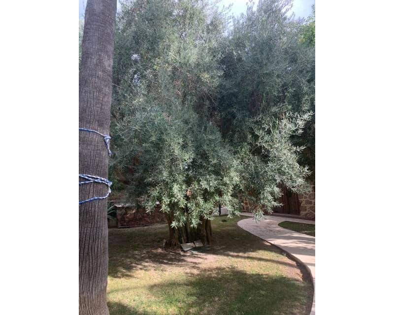 4 chambre Villa/Maison à vendre à Novelda - 3 750 000 € (Ref: 7237783)