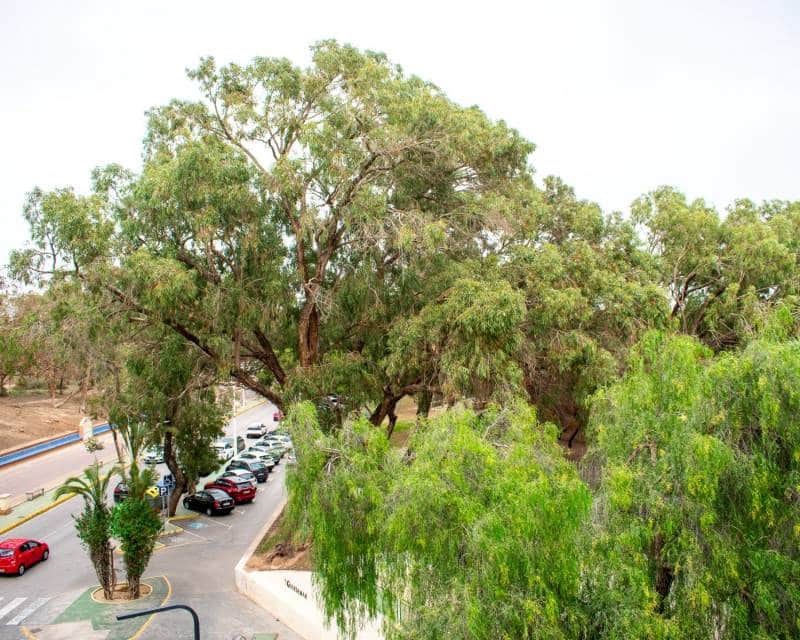 3 camera da letto Appartamento in vendita in Guardamar del Segura - 425.000 € (Rif: 8668690)