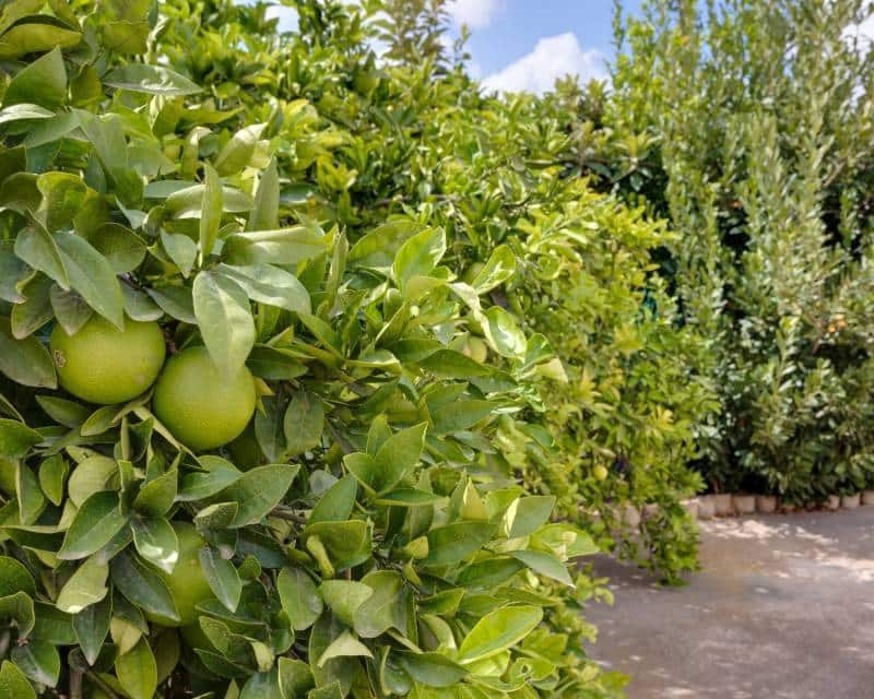 7 soverom Villa til salgs i Orihuela med svømmebasseng garasje - € 1 200 000 (Ref: 8835917)