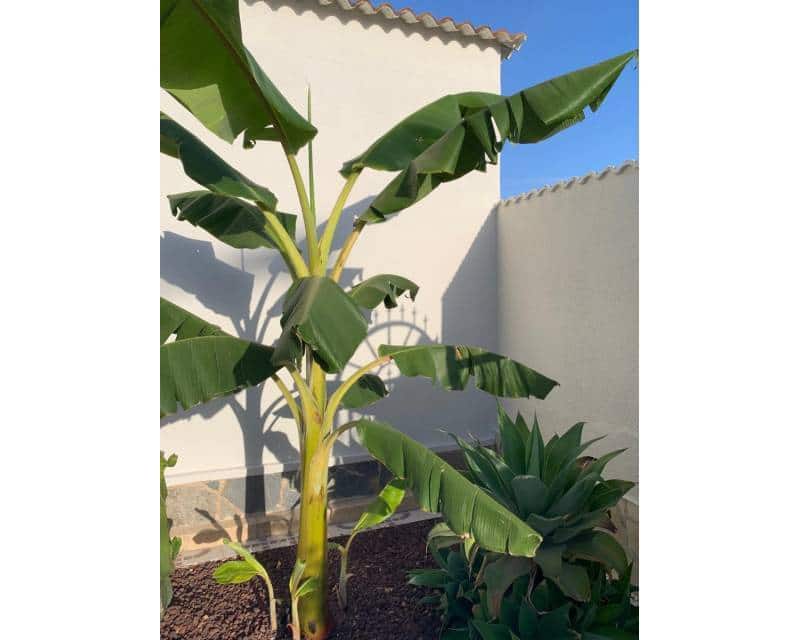 4 bedroom Villa for sale in Ciudad Quesada with pool garage - € 530,000 (Ref: 8920048)