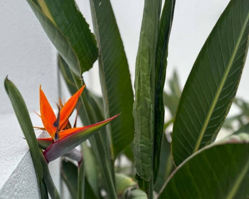 4 slaapkamer Villa te koop in Torrevieja met zwembad garage - € 495.000 (Ref: 9049755)