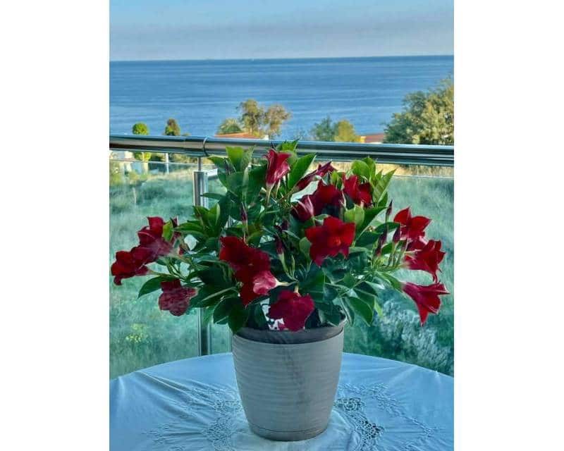 2 soverom Strandleiligheter til salgs i Calpe / Calp med svømmebasseng garasje - € 369 000 (Ref: 9108180)