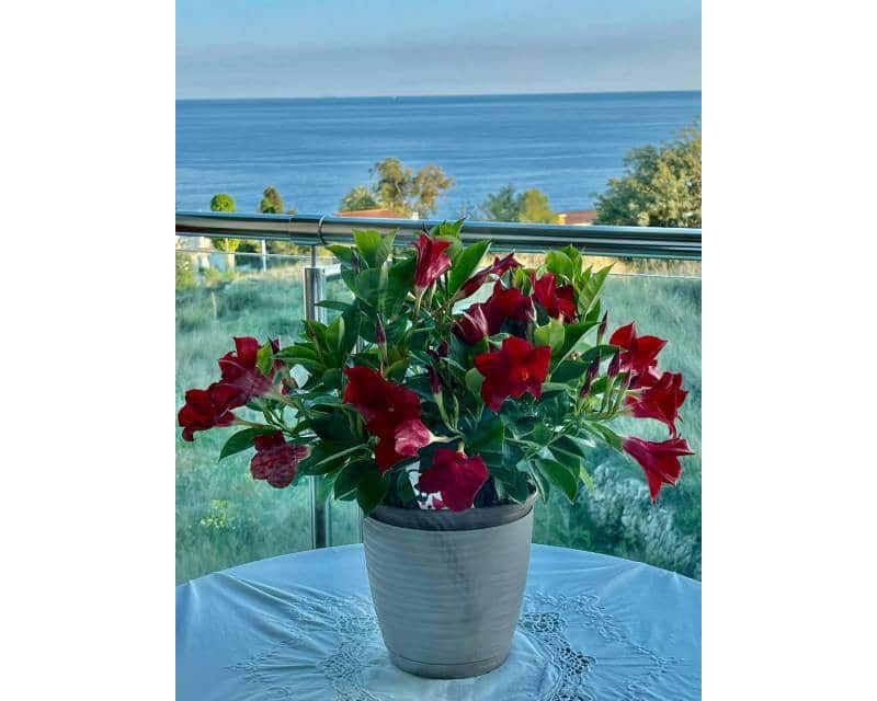 2 soverom Strandleiligheter til salgs i Calpe / Calp med svømmebasseng garasje - € 369 000 (Ref: 9108180)