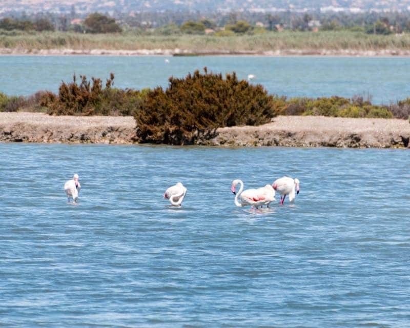 2 bedroom Apartment for sale in La Mata - € 170,000 (Ref: 9383910)